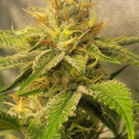 Zurple punch BX CaloZ cut