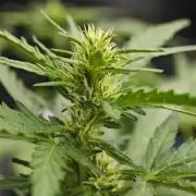 Auto Critical Orange Punch Balcony grow