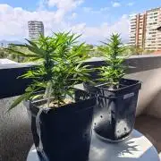 Auto Critical Orange Punch Balcony grow