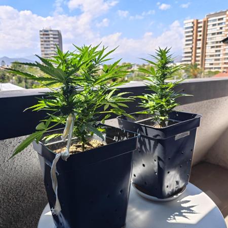 Auto Critical Orange Punch Balcony grow