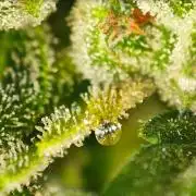 Auto Critical Orange Punch Balcony grow