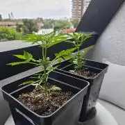 Auto Critical Orange Punch Balcony grow