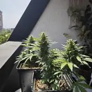 Auto Critical Orange Punch Balcony grow