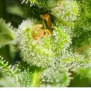 Auto Critical Orange Punch Balcony grow