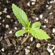 Green crack auto balcony grow