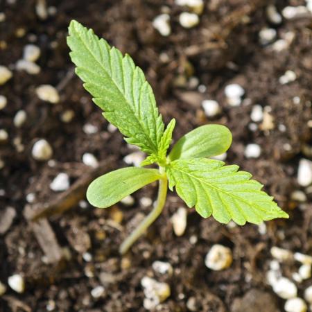 Green crack auto balcony grow