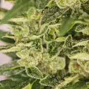 Auto Critical Orange Punch Balcony grow