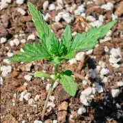 Auto Critical Orange Punch Balcony grow