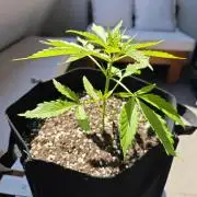 Green crack auto balcony grow
