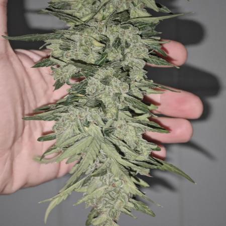 Auto Critical Orange Punch Balcony grow