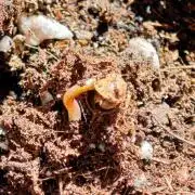 Auto Critical Orange Punch Balcony grow