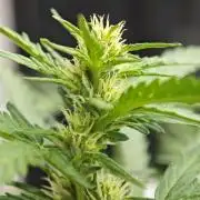 Auto Critical Orange Punch Balcony grow