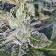 Auto Critical Orange Punch Balcony grow