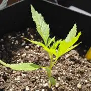 Green crack auto balcony grow