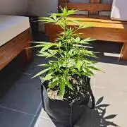 Green crack auto balcony grow