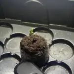 Papaya cookies auto 3rd grow