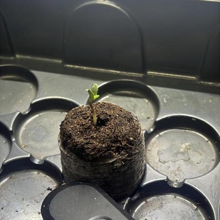 Papaya cookies auto 3rd grow