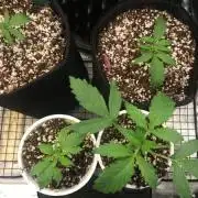 Northern Lights Pot Noodles + 2 autos