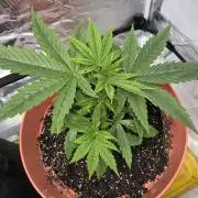 Northern lights auto