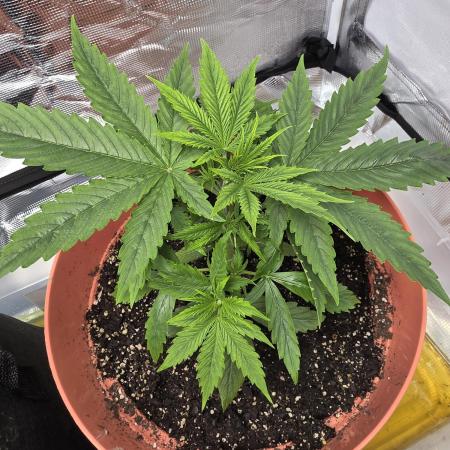 Northern lights auto