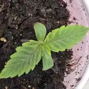 3 outside plants