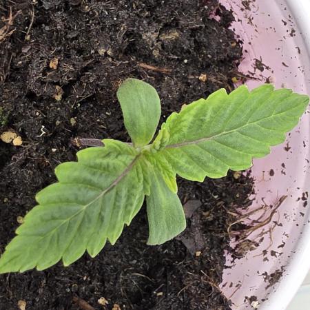 3 outside plants