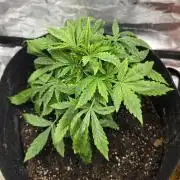 Blue cheese indoor