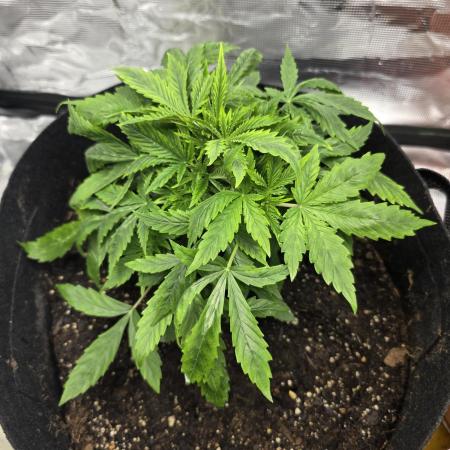 Blue cheese indoor