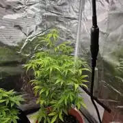 Northern lights auto