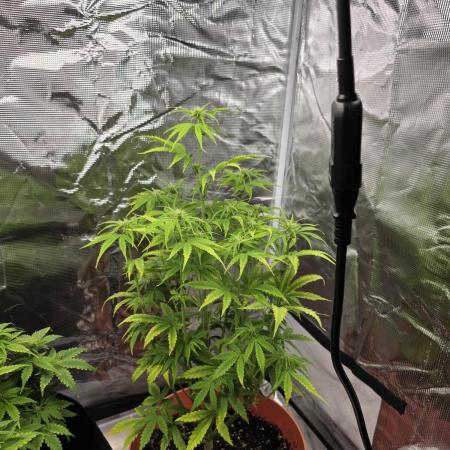 Northern lights auto