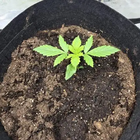 Blue cheese indoor