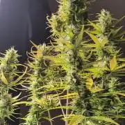 Zamnesia LSD