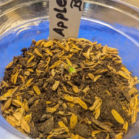 Apple Fritter Bio Boost