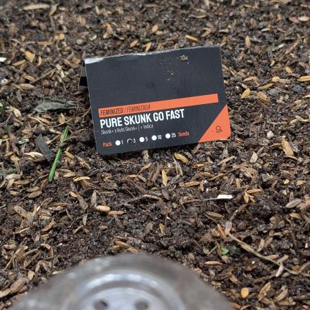 Pure Skunk Go Fast