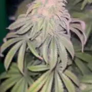 Bagseed