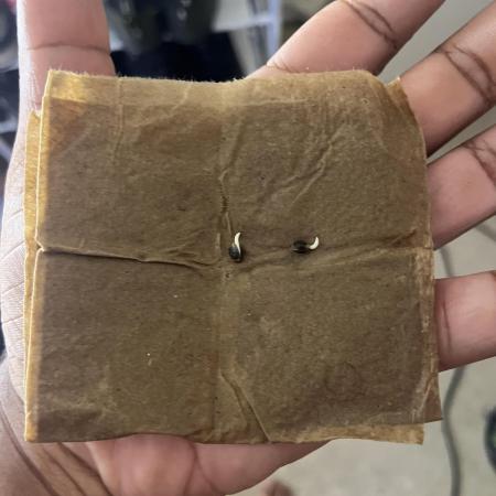 Mac og auto - greenpoint