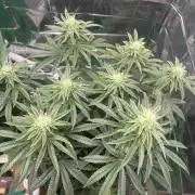 Bagseed