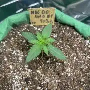 Mac og auto - greenpoint