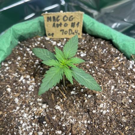 Mac og auto - greenpoint