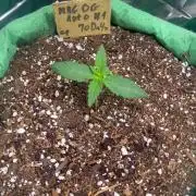 Mac og auto - greenpoint