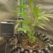 Sticky Broccoli