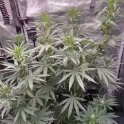 The White Sweet Candy OG One