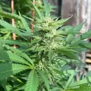 Sticky Broccoli