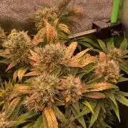SpecialKush1