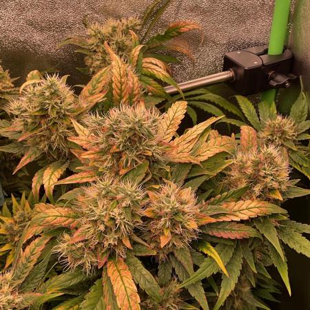 SpecialKush1