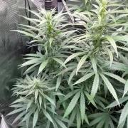 The White Sweet Candy OG One