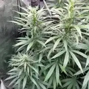 The White Sweet Candy OG One