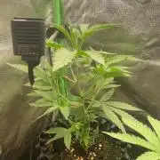 Sticky Broccoli