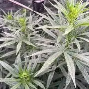The White Sweet Candy OG One