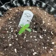 The White Sweet Candy OG One